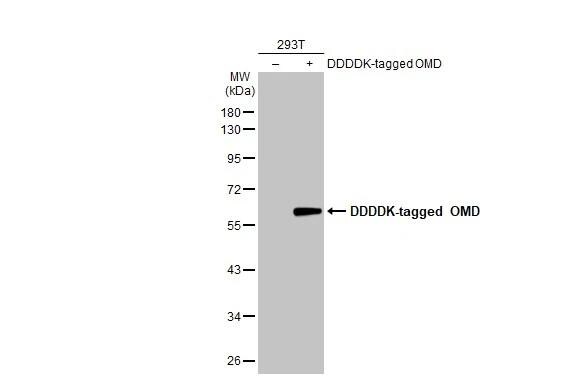 Osteoadherin/OSAD/OMD Antibody