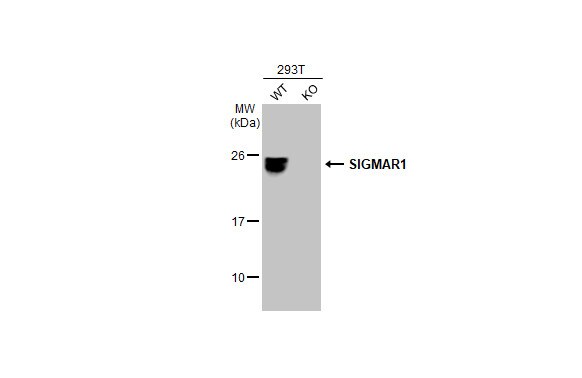 Sigma-1 R/OPRS1 Antibody