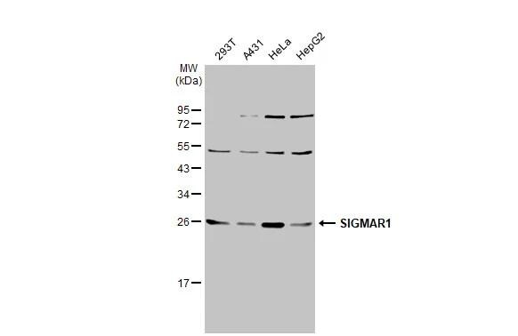 Sigma-1 R/OPRS1 Antibody - BSA Free
