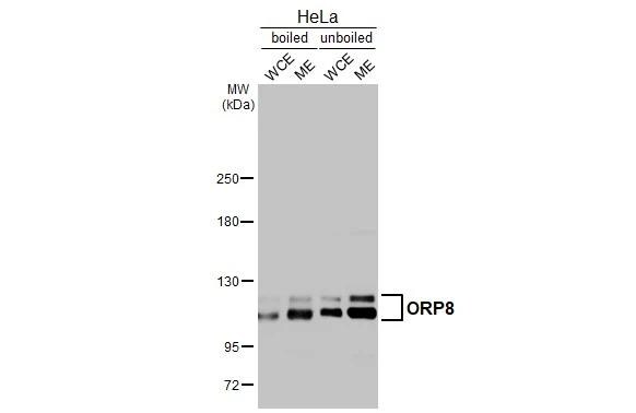 ORP8 Antibody - BSA Free