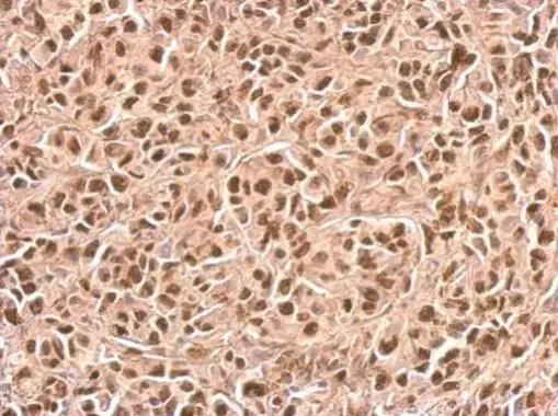 p21/CIP1/CDKN1A Antibody - BSA Free