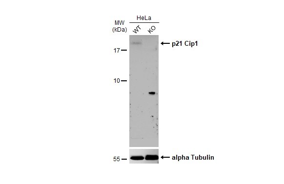p21/CIP1/CDKN1A Antibody - BSA Free