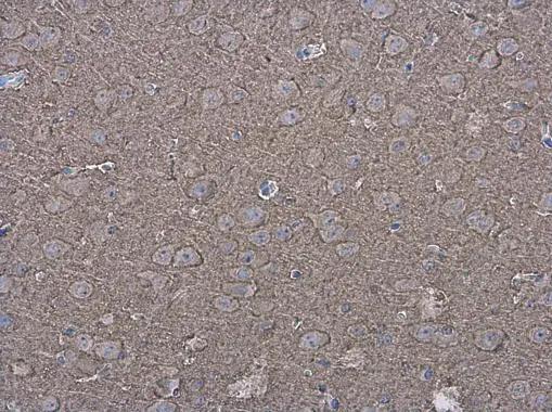 P2X7/P2RX7 Antibody - BSA Free