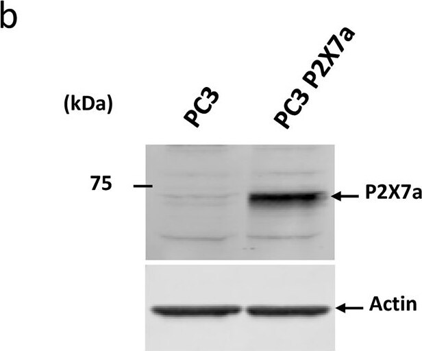 P2X7/P2RX7 Antibody - BSA Free