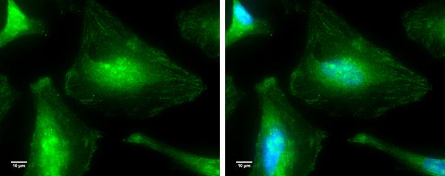 p38 alpha Antibody
