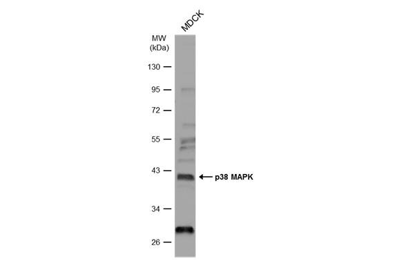 p38 alpha Antibody
