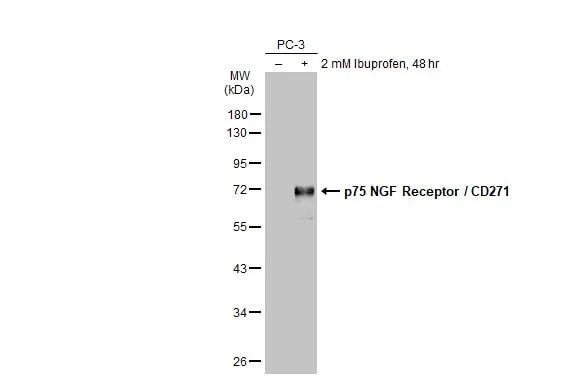 NGFR/TNFRSF16/p75NTR Antibody