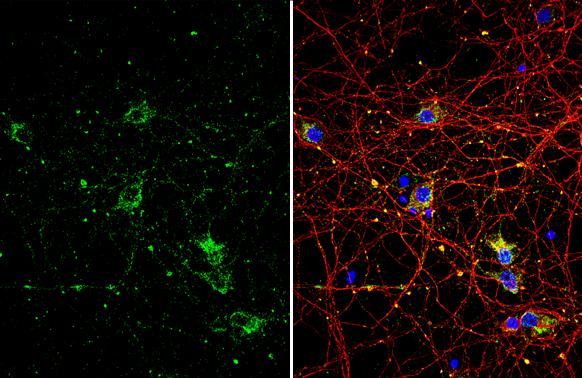 NGFR/TNFRSF16/p75NTR Antibody