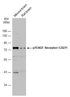 NGFR/TNFRSF16/p75NTR Antibody