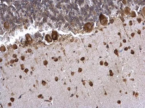PABP Antibody - BSA Free
