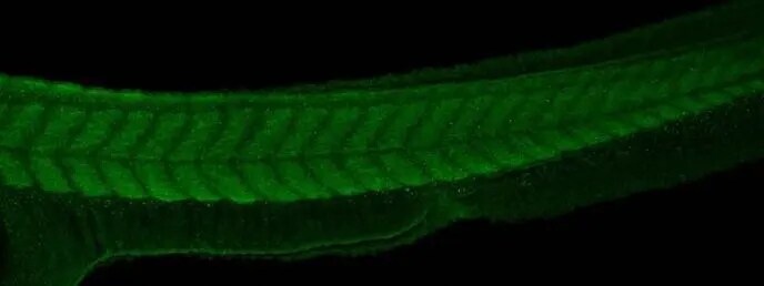 PABPC4 Antibody
