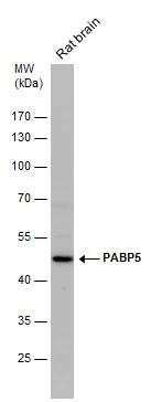 PABPC5 Antibody