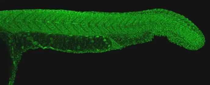 PAF1 Antibody