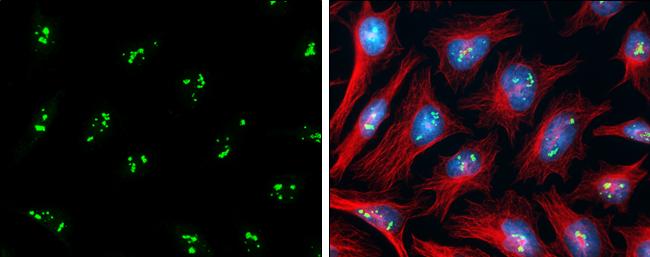 PAF49 Antibody - BSA Free