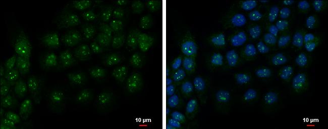 PAF49 Antibody - BSA Free