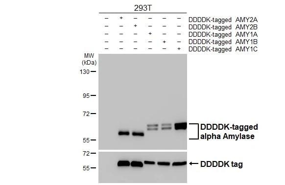 Pancreatic Amylase Beta Antibody - BSA Free