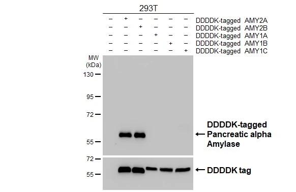 Pancreatic Amylase Beta Antibody - BSA Free