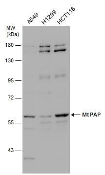 PAPD1 Antibody - BSA Free
