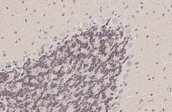 Pax6 Antibody