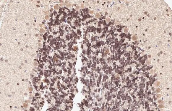 Pax6 Antibody