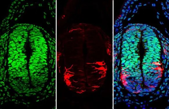 Pax6 Antibody