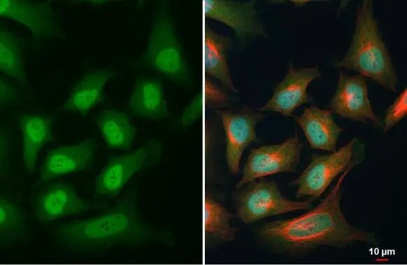 Pax6 Antibody