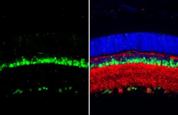 Pax6 Antibody
