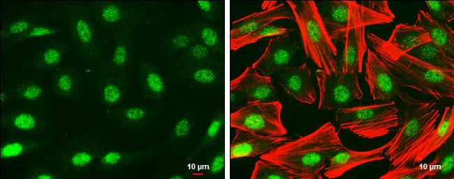 Pax6 Antibody - BSA Free