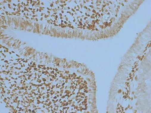 Pax6 Antibody - BSA Free