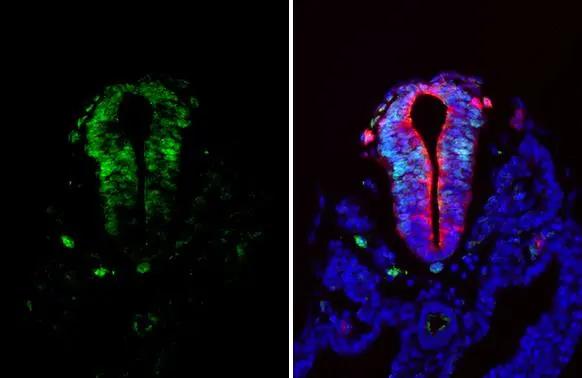 Pax6 Antibody - BSA Free