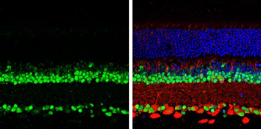 Pax6 Antibody - BSA Free
