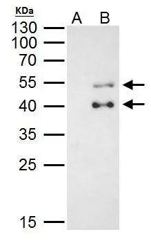 PBX1 Antibody - BSA Free