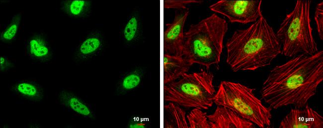 PCBP2 Antibody - BSA Free