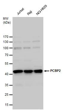 PCBP2 Antibody - BSA Free