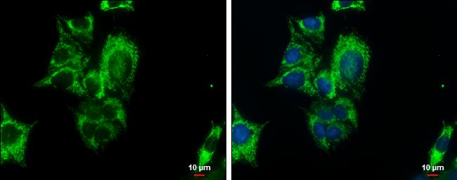 PCK2 Antibody - BSA Free