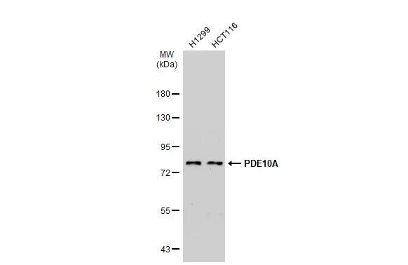 PDE10A Antibody - BSA Free
