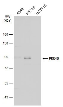 PDE4B Antibody