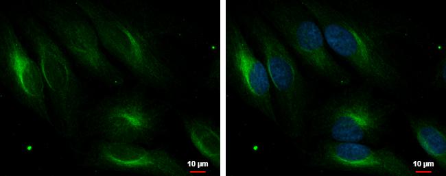 PDLIM4 Antibody - BSA Free