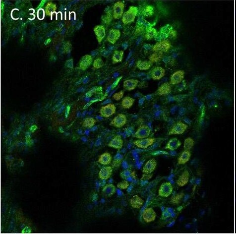 Serpin F1/PEDF Antibody - BSA Free