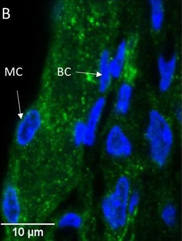 Serpin F1/PEDF Antibody - BSA Free