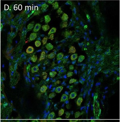Serpin F1/PEDF Antibody - BSA Free