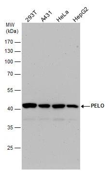 PELO Antibody - BSA Free