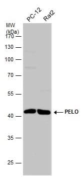 PELO Antibody - BSA Free