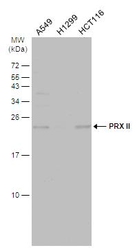 Peroxiredoxin 2 Antibody - BSA Free