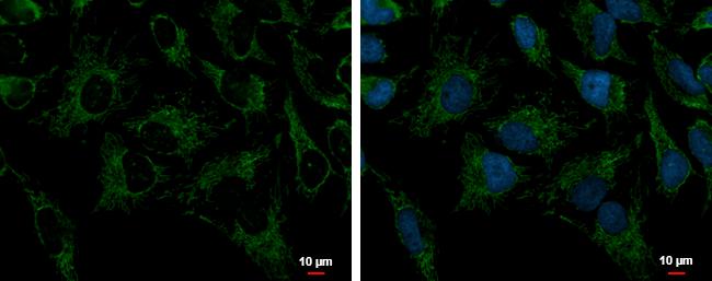 Peroxiredoxin 3 Antibody - BSA Free