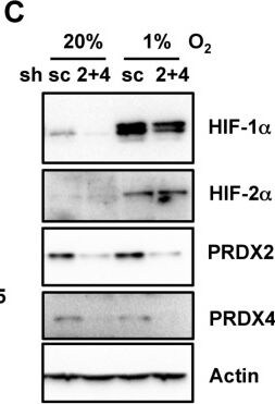 Peroxiredoxin 4 Antibody