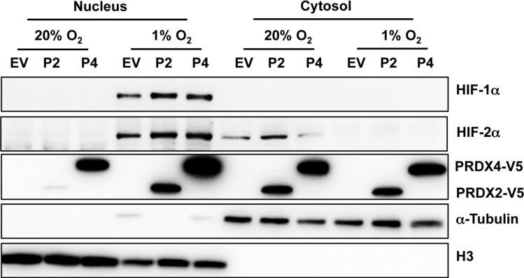 Peroxiredoxin 4 Antibody