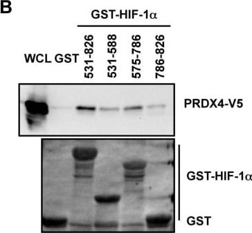 Peroxiredoxin 4 Antibody