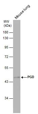 PGD Antibody