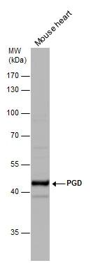 PGD Antibody